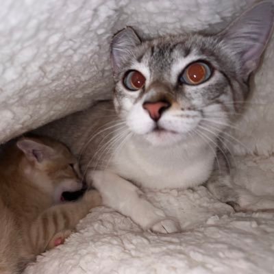 sanduich_'s profile picture. all eyes on me