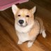 Springgy (@springpiggy) Twitter profile photo Springgy (@springpiggy) Twitter profile photo