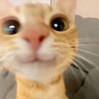 chey (@chimiiong) 's Twitter Profile