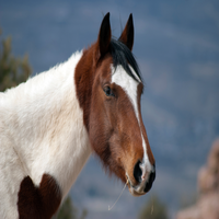 jose_simmo68413's profile picture. Professional who is pursuing sports medicine. Known for being spiritual, with personal interests in singing, web design, surfing, boxing.