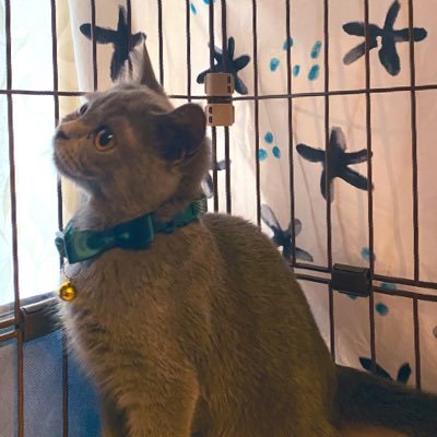 2025/04/10神奈川生まれ ブリティッシュショートヘア♀ ブルーで瞳はアンバー🐱 Lサイズサークルの柵をよじ登るクライミング女子💪
