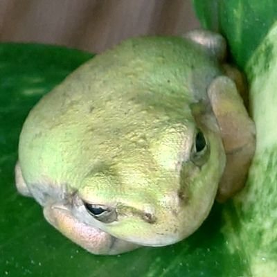 我ノ助🐸さんのプロフィール画像