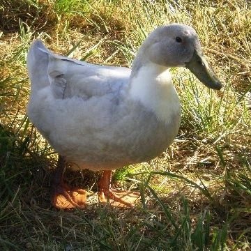 Christ is King. ✝️ 🇺🇲 TERF. ♀️ Silly Goose. 🦆🪿PNW. 🌲