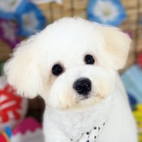 ふうちゃん (@fuchan_is_dog) Twitter profile photo