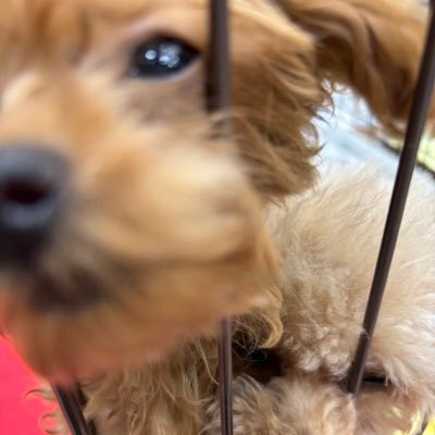 nananandayone's profile picture. 