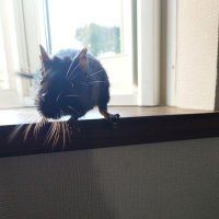 黒 (@kkvs5a) 's Twitter Profile