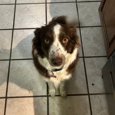 julias_caeser's profile picture. old account of @Bebenest