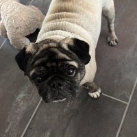 sibel guven (@gurbetkusu1971) Twitter profile photo