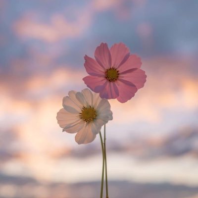 tazyismail's profile picture. 