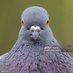 pigeonfishhh (@pigeonfishhh) Twitter profile photo pigeonfishhh (@pigeonfishhh) Twitter profile photo