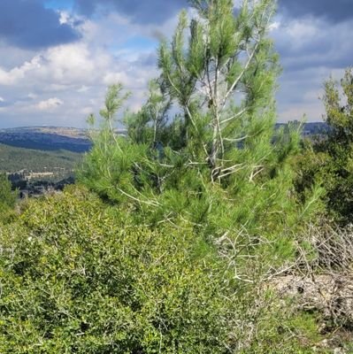 אבא לשתיים. 40 פלוס. גרוש. מנסה לשמור על שפיות ועל סוג של קריירה.