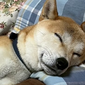 こた Profile