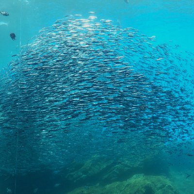 IkAncz47ZX93188's profile picture. 