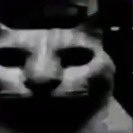 lmaoooouse's profile picture. 
