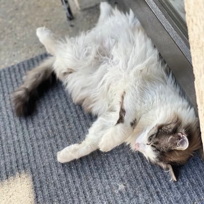 Val__Ih's profile picture. 🇱🇹 🇵🇸🇺🇦 🇸🇾Cat owner 🐈 Never give up