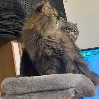 smoke76194759's profile picture. ゲームしたりライブ行ったりライブしたり