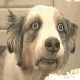 Hamstray747's profile picture. 