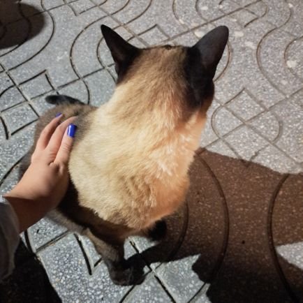 Sugar Addicted. Sports Lover. Arsenal supporter. Owner of three cats (they maybe own me).
Pessoa bem informada.