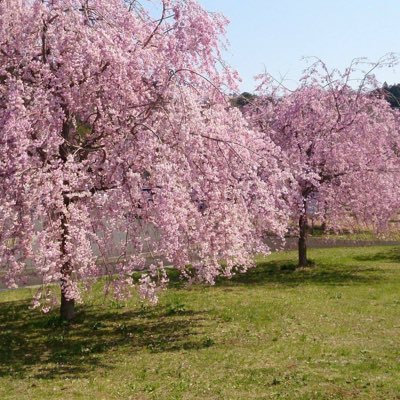 namachan_tikz's profile picture. なまちゃん(＠math_namachan )のTikZ垢です