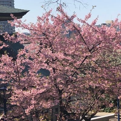 大阪府出身/同志社大学法学部卒業・同大学院修了(法学修士)/大手企業の法務部門マネージャー/外資系出身/行政書士/宅建士/TOEIC850/簿記2級/沖縄・ハワイ・奄美大島などの南の島が大好きです/10年以上積立投資を継続(ささやかに)/ブログ運営中(ささやかに) https://t.co/AET1KMewqw