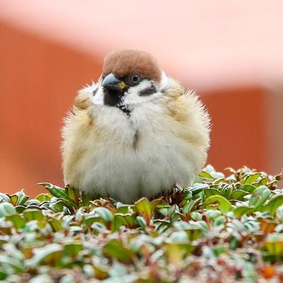 momokamomoz's profile picture. 20⬆🐤声劇に燃え尽きたひよこ