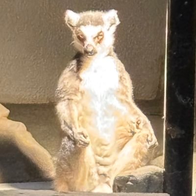 xylitolpizza's profile picture. 