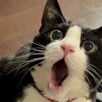 ch_ねこちゃんさんのプロフィール画像