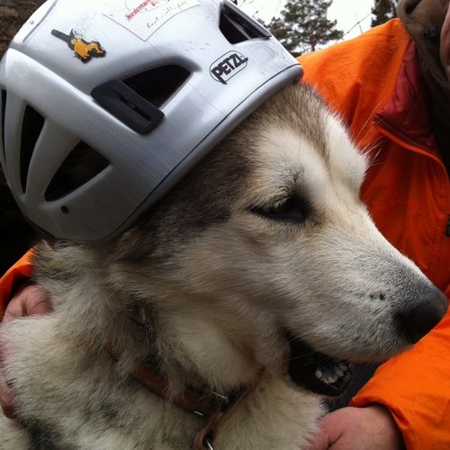 Klatreberta's profile picture. Tror at villspor også er spor.