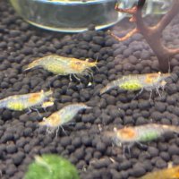 しゅりんぷ💫 (@ebi_0_0v) 's Twitter Profile Photo