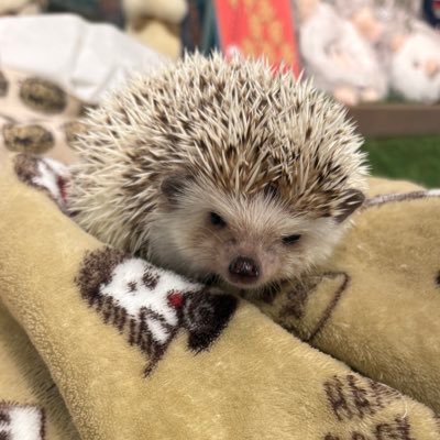 やまさんのプロフィール画像