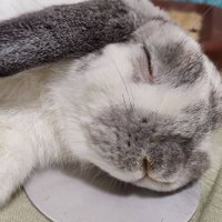 yomjimu (@yomjimu) 's Twitter Profile