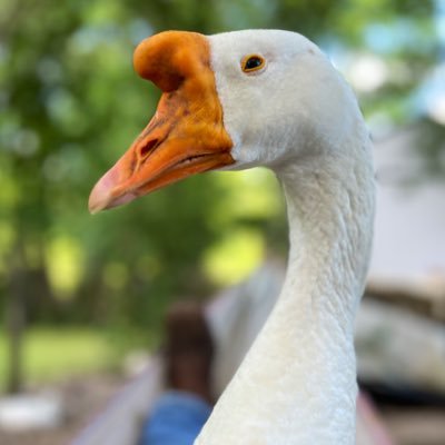 sirwheetus's profile picture. I can fly and you can’t.