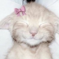 愛とか恋とか攻めとか受けとか決めるの俺 (@curnexo) 's Twitter Profile