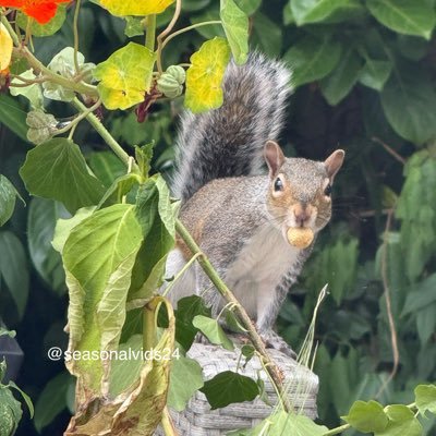 Seasonal vids to enjoy. I love animals, birds, nature and Christmas. No DMs please.