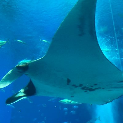 skjigarigato206's profile picture. SKJvillage特にサイカツが大好きです 数学･物理好き 東京科学大24B