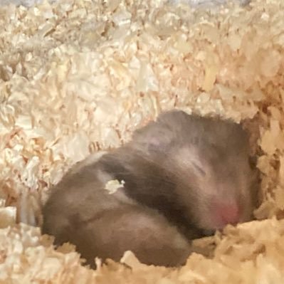 hmst_luv's profile picture. 한국어 완전 못하지만 친구 갖고 싶은 그냥 일본인.