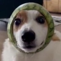 🥭 (@wonryoo) 's Twitter Profile