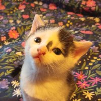 mandosway (@mandosway137487) 's Twitter Profile