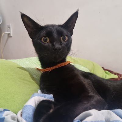 zhaositeng_'s profile picture. labubu, babygoods e morango do amor