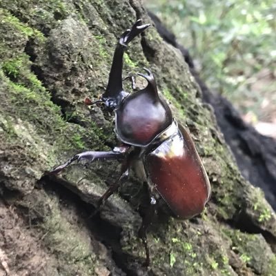 natsu122511's profile picture. 虫と自然が好きです。森を散策したり、ブリードしたり、採集したり、ショップ巡りやイベントに行ったり楽しんでいます。同じ趣味のお友達がほしいです。