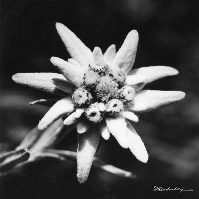 __Azzra__'s profile picture. Aesthetics and photography 📷