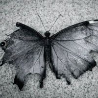 máté || shedtwt𖤐 (@pathetic1waste) 's Twitter Profile