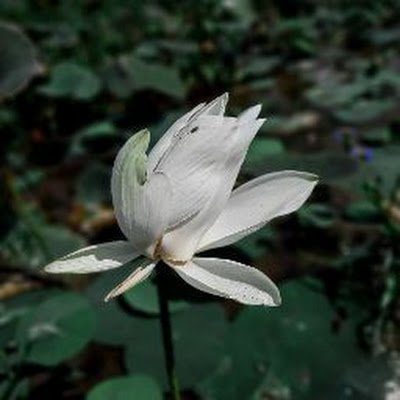 MdFaisalSolo's profile picture. 