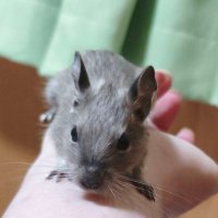ぱぴこ (@chesoml) 's Twitter Profile