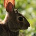 rabbit boy (@therabbit_boy) Twitter profile photo rabbit boy (@therabbit_boy) Twitter profile photo