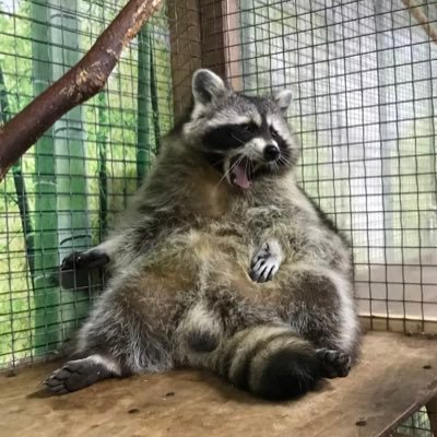 Catrooncrypto's profile picture. the official X page for the Catroon army! share your favorite memes and support this hilarious and adorable meme inspired by a child