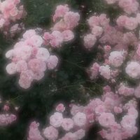  ︎︎𝒜 (@torihiki_uxoxu) 's Twitter Profile Photo ︎︎𝒜 (@torihiki_uxoxu) 's Twitter Profile Photo