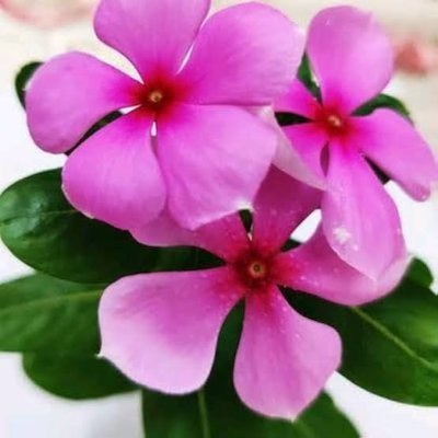 s_anand341's profile picture. Here for learning and exchange of ideas, interested in new ideas in horticulture / agriculture.