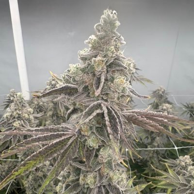 HIGHER on https://t.co/a0O0W4vR2m. GiijFG5RJLNV2dc9veyENwgYmiUDVf1p3wyUHGsJE777