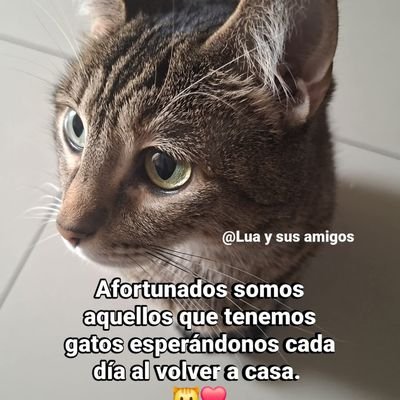 JoseLlados20585's profile picture. 